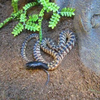Black-headed Pythons
