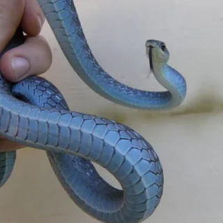 Blue Phase Common Tree Snakes