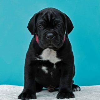 Cane Corso Puppies for Sale