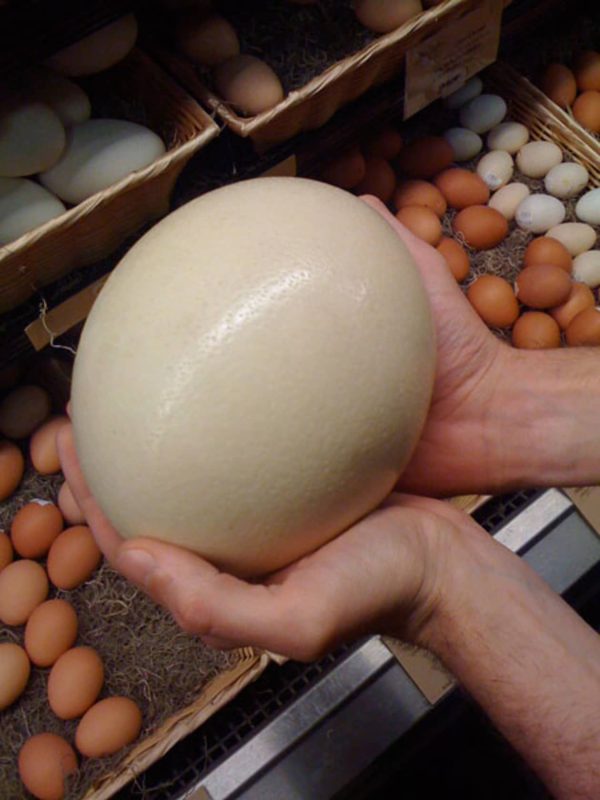 Fertile Ostrich Eggs