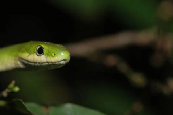 Green Tree Snakes