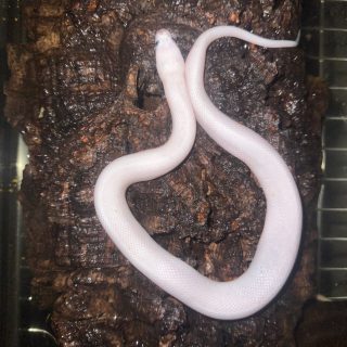 Leucistic Puff Faced Water Snake