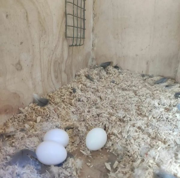 Fertile LoveBird eggs.