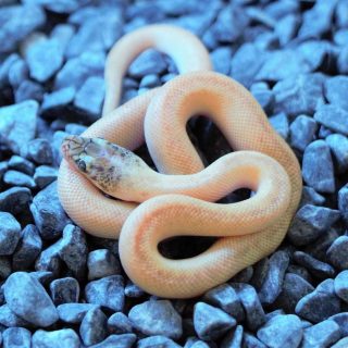 Marbled Children's Pythons