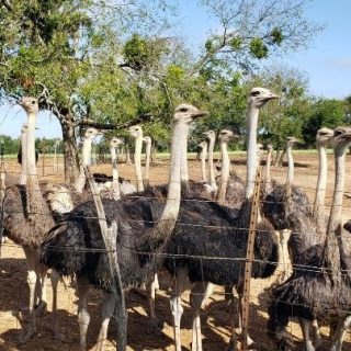 Adult ostriches