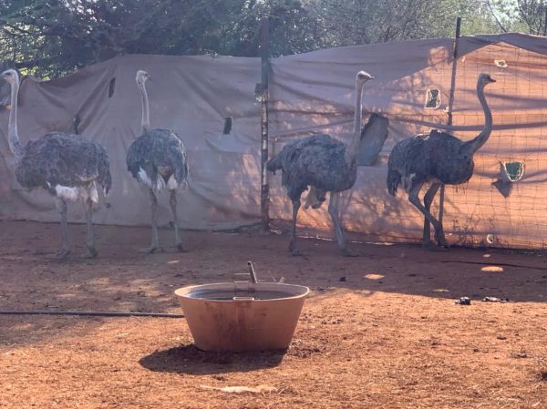 Adult ostriches
