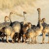 Ostrich Chicks