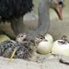Ostrich Eggs and chicks