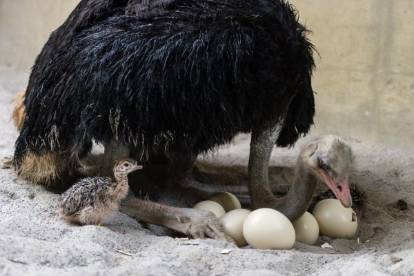Ostrich Eggs and chicks
