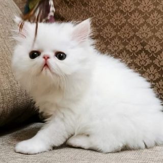 Persian kitten Available
